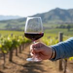 Conservation vin rouge température : les bonnes pratiques pour préserver arômes et structure